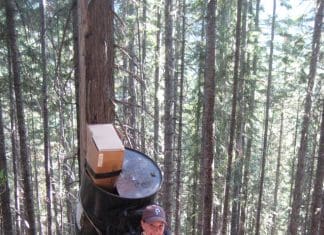 Bear Baiting 101 amy bear 1